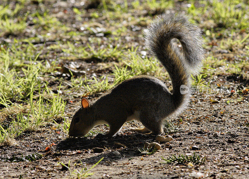 灰松鼠Sciurus carolinensis剪影尾巴延伸